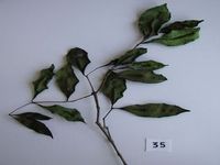 Herbarium sample