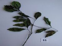 Herbarium sample