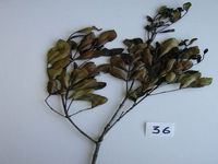 Herbarium sample