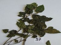 Herbarium sample