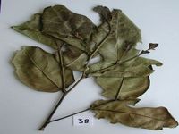 Herbarium sample