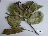 Herbarium sample