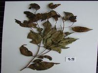 Herbarium sample