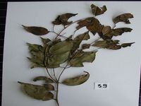 Herbarium sample