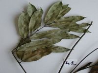 Herbarium sample