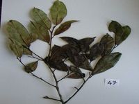 Herbarium sample