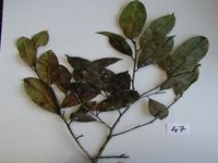 Herbarium sample