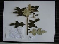 Herbarium sample