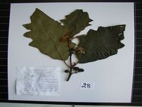 Herbarium sample