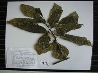 Herbarium sample