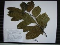 Herbarium sample