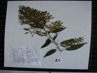 Herbarium sample