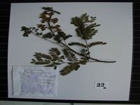 Herbarium sample