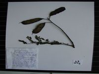 Herbarium sample