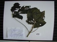 Herbarium sample