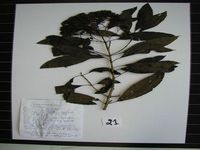 Herbarium sample