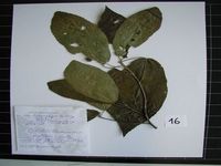 Herbarium sample