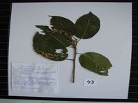 Herbarium sample