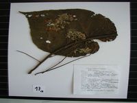 Herbarium sample