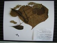 Herbarium sample