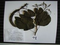 Herbarium sample