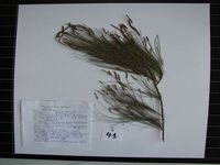 Herbarium sample