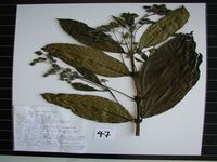 Herbarium sample