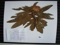 Herbarium sample