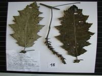 Herbarium sample