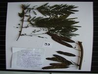 Herbarium sample