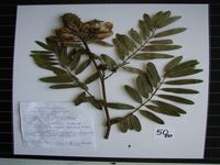 Herbarium sample