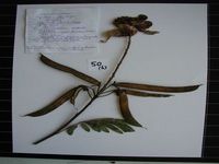 Herbarium sample