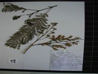 Herbarium sample