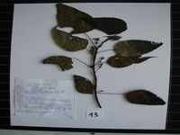 Herbarium sample