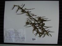 Herbarium sample