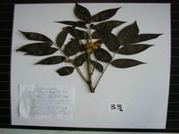 Herbarium sample