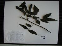 Herbarium sample