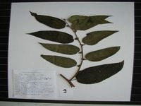 Herbarium sample