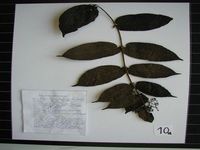 Herbarium sample