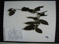 Herbarium sample