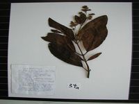 Herbarium sample