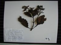 Herbarium sample