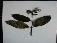 Herbarium sample