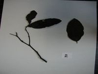 Herbarium sample