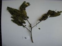 Herbarium sample