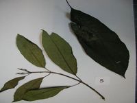 Herbarium sample