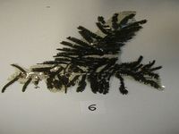 Herbarium sample