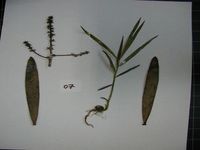 Herbarium sample