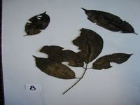 Herbarium sample