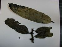 Herbarium sample